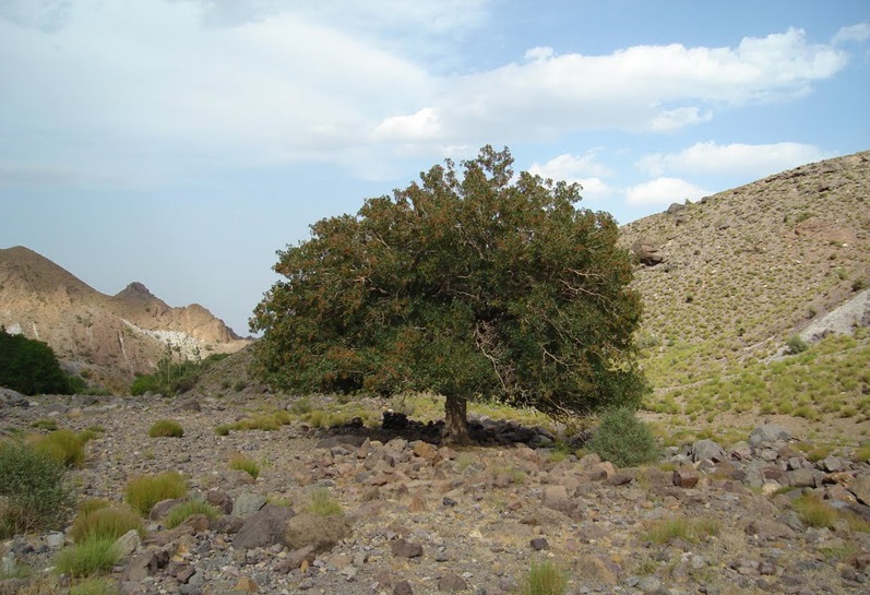 منطقه حفاظت شده کوه شیر بم کرمان
